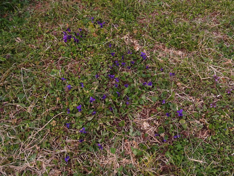 Viola odorata - Violaceae